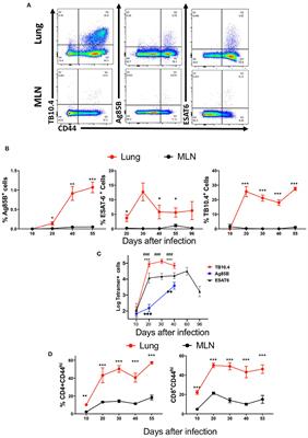 Mycobacteria-Specific T Cells Are Generated in the Lung During Mucosal BCG Immunization or Infection With Mycobacterium tuberculosis